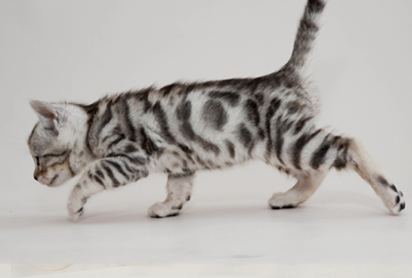 Bengal Kittens for sale near me